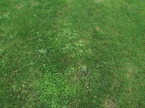 IMG 1718